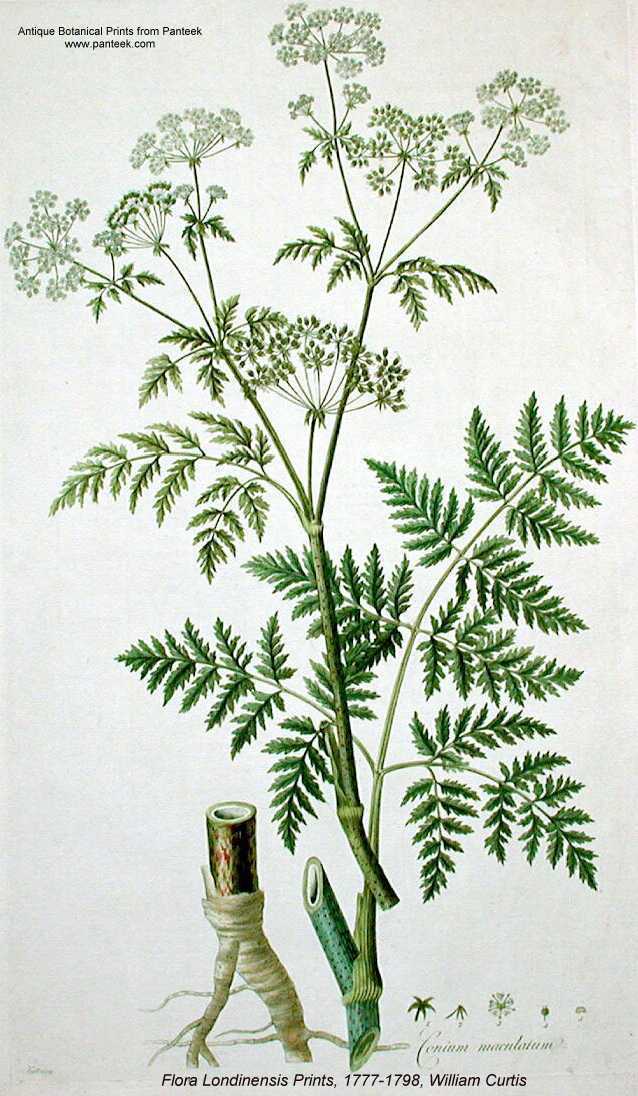 شوکران کبیر - معرفی و خواص گیاهان دارویی